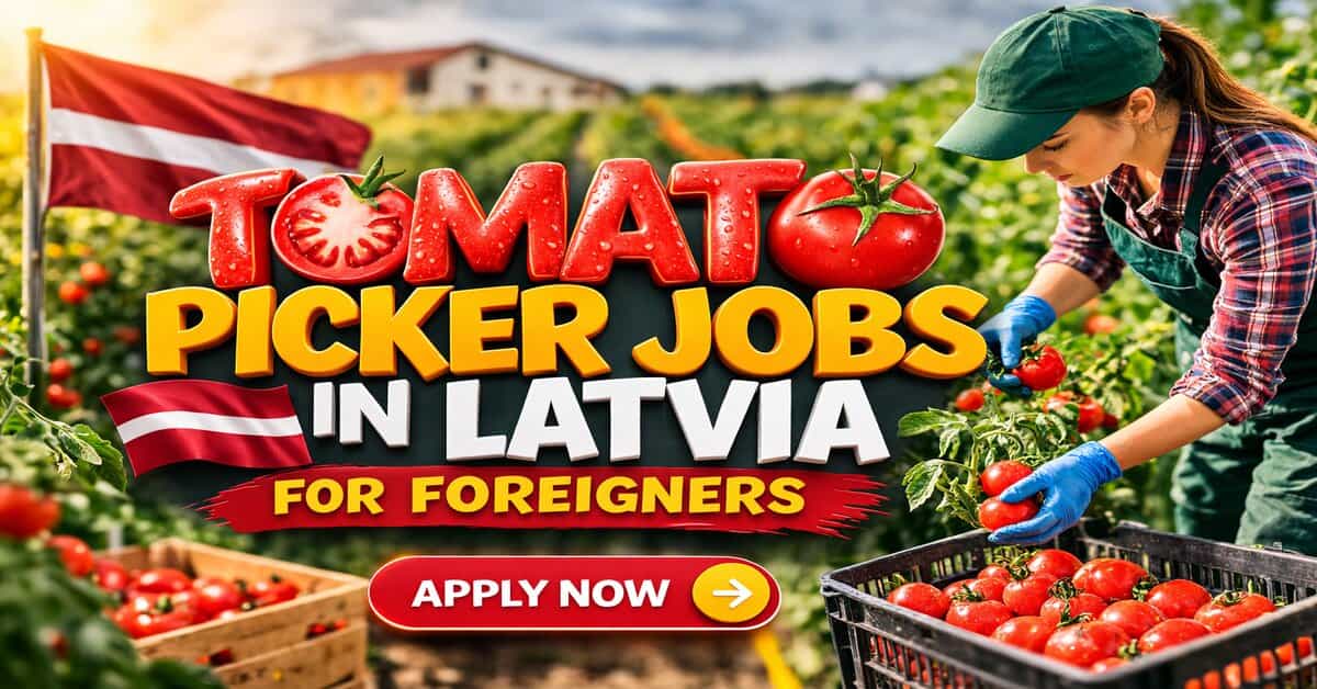 Tomato Picker Jobs in Latvia for Foreigners